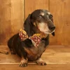 Online Dog Bow Tie - Ruffled Feathers Tea Towels