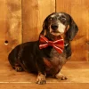 Sale Dog Bow Tie - Rust Sausage Dog Tea Towels